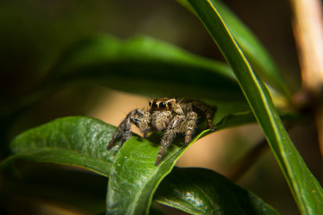 Small spider on leaf in the garden