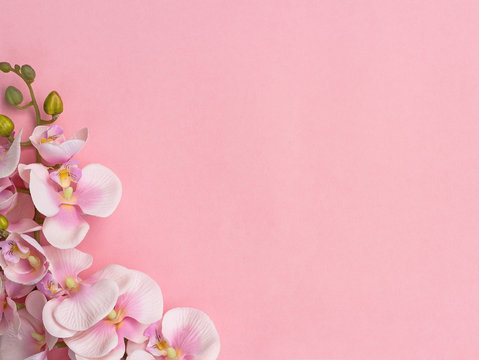 Pink orchids on one side on pink background.  Pink flower background