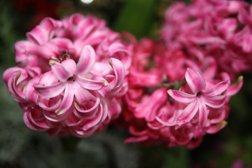 Naklejka premium Pink Flowers