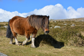 Dartmoor pony on the moors in summer, near Merrivale in Dartmoor National Park, Devon, England