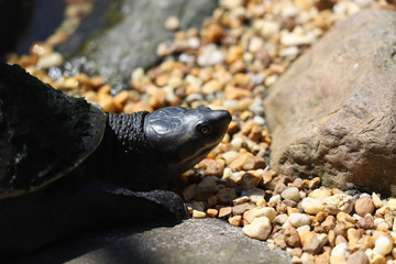 Turtle on the rocks