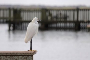 White egret perched on a wall overlooking water