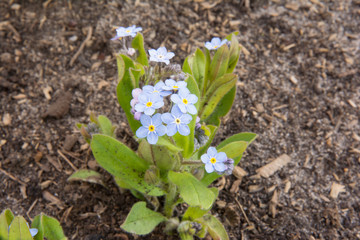 delicate beautiful blue flower in the spring garden