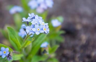 delicate beautiful blue flower in the spring garden