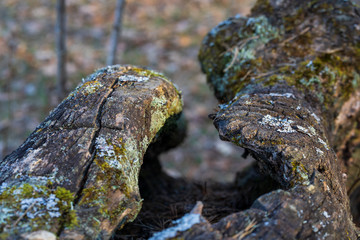 Fototapeta na wymiar Unusual shape of an old tree