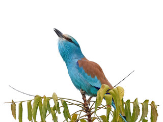 Abyssinian roller in its habitat