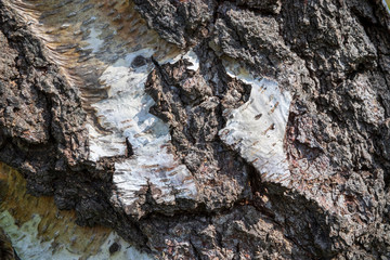 tree bark