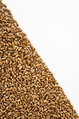 wheat grains on a white background, natural dried grain in the form of a triangle on the left side, wheat grain isolated, macroshot
