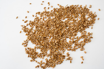 wheat grains are scattered carelessly on a white background, natural dried grains throughout the image, wheat grains isolated