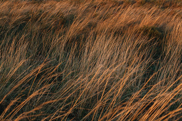 Selective soft focus of dry grass, stems blowing in the wind at golden sunset light.