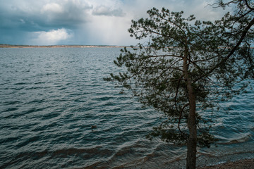 Pine on the lake