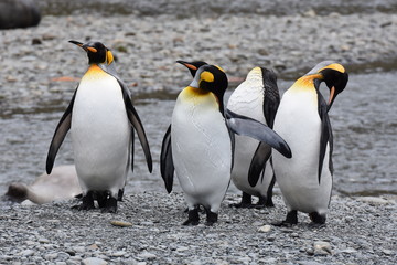 Fototapeta premium King penguin at Fortuna Bay, South Georgia Island