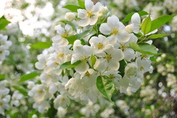 Spring Apple blossom