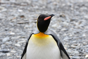 King penguin at Fortuna Bay, South Georgia Island
