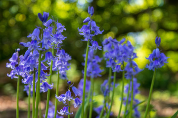 bluebells in the forest