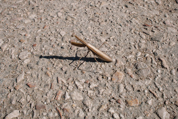 Young brown european mantis or mantis latin religious close up on a concrete slab