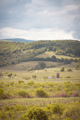 Fototapeta na wymiar romantic spring vineyard countryside in Pezinok