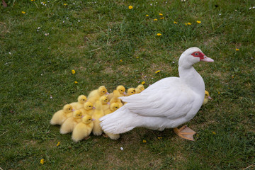 Mother duck with ducklings on a farm stock photo