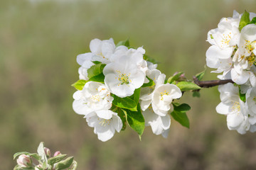 apple tree flower in spring