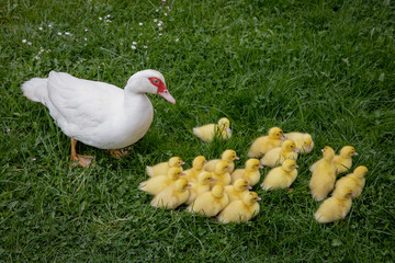 Mother duck caring for little ducklings on a farm on a grass stock photo
