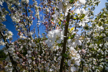 apple tree blossom