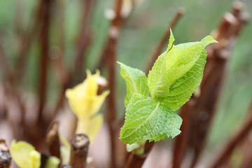 The first leaves of large-leaved hydrangea in the spring after removal of the covering material