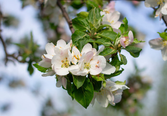 Obraz premium apple tree flower in spring
