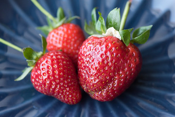 Three strawberries on a bumpy blue background, close-up