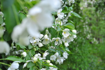 Spring Apple blossom