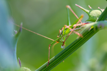 a green grasshopper sits in the grass