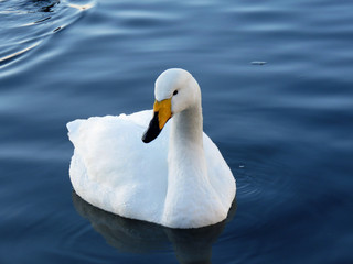 whooper swan on the lake