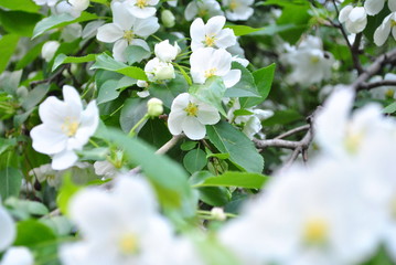 Spring Apple blossom