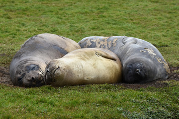 Southern elephant seal at Fortuna Bay, South Georgia Island