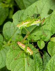 two grasshoppers a male and a female sit on green potato leaves