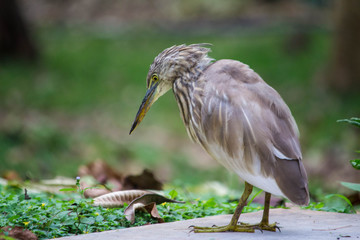 great blue heron ardea cinerea, lost in deep thought