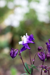 Purple aquilegia flowers on a blurred background.