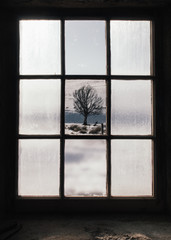 Winter Tree Through Window