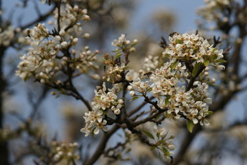 Flowering pear tree closeup in blue sky background. Nature in spring.