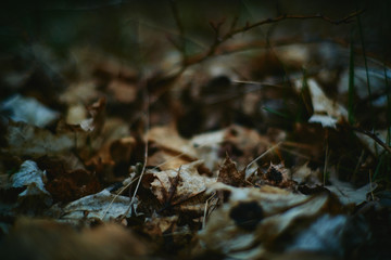grass and leaves in the forest