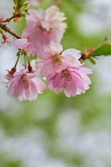 Branch of pink apple blossoms with blurred background bokeh. Copy space.