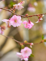 Branch of pink apple blossoms with blurred background bokeh. Copy space.