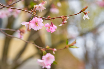 Branch of pink apple blossoms with blurred background bokeh. Copy space.