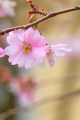 Branch of pink apple blossoms with blurred background bokeh. Copy space.