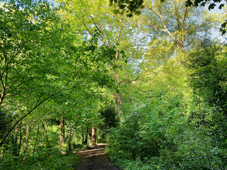 path in the forest, footpath in the forest 