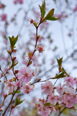Branches of pink apple blossoms with blurred background bokeh.