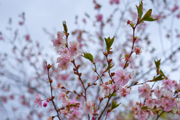 Branches of pink apple blossoms with blurred background bokeh.