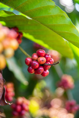 Bayas rojas de café en una plantación