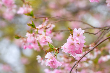 Branch of pink apple blossoms with blurred background bokeh. Copy space.