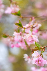Branch of pink apple blossoms with blurred background bokeh. Copy space.