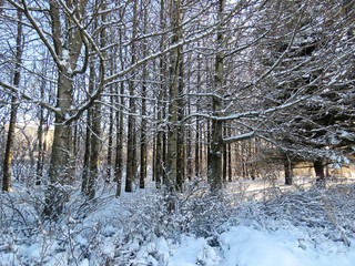 winter forest in the snow